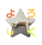 ジェラピスタンプ（個別スタンプ：11）
