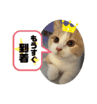 ジェラピスタンプ（個別スタンプ：13）