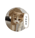 ジェラピスタンプ（個別スタンプ：16）