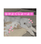 ジェラピスタンプ（個別スタンプ：20）