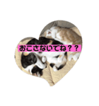 ジェラピスタンプ（個別スタンプ：23）