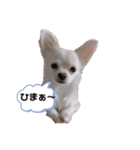 ちょるちょる（個別スタンプ：9）