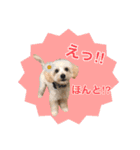 まろん＆きなこ（個別スタンプ：7）