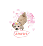 まろん＆きなこ（個別スタンプ：11）