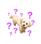 まろん＆きなこ（個別スタンプ：13）