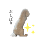 まる(お)（個別スタンプ：4）