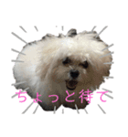 まる(お)（個別スタンプ：6）
