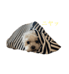 まる(お)（個別スタンプ：13）
