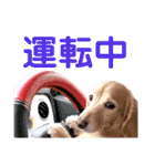 lovelyダックスフンド日常使いPart4（個別スタンプ：1）
