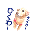 lovelyダックスフンド日常使いPart4（個別スタンプ：20）