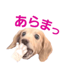 lovelyダックスフンド日常使いPart4（個別スタンプ：27）