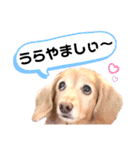 lovelyダックスフンド日常使いPart4（個別スタンプ：35）