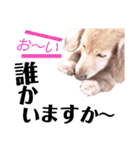 lovelyダックスフンド日常使いPart4（個別スタンプ：36）