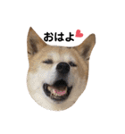 サカタとはなこともずく よく使うやつ（個別スタンプ：1）