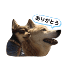 サカタとはなこともずく よく使うやつ（個別スタンプ：2）
