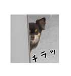 サカタとはなこともずく よく使うやつ（個別スタンプ：3）