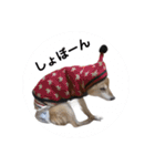 サカタとはなこともずく よく使うやつ（個別スタンプ：4）