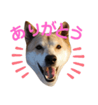 サカタとはなこともずく よく使うやつ（個別スタンプ：9）