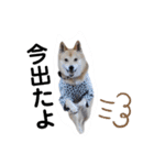 サカタとはなこともずく よく使うやつ（個別スタンプ：19）