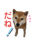 サカタとはなこともずく よく使うやつ（個別スタンプ：24）