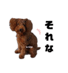 こちょのすたんぷ（個別スタンプ：2）