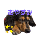 ダックスフンドの春忍（個別スタンプ：2）