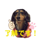 ダックスフンドの春忍（個別スタンプ：5）