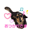 ダックスフンドの春忍（個別スタンプ：6）