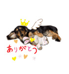 ダックスフンドの春忍（個別スタンプ：7）
