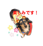 ダックスフンドの春忍（個別スタンプ：9）