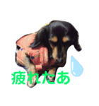 ダックスフンドの春忍（個別スタンプ：12）