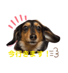 ダックスフンドの春忍（個別スタンプ：15）