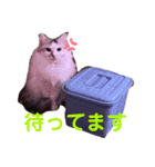 ダックスフンドの春忍（個別スタンプ：16）