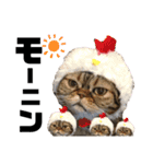 いがねこスタンプ（個別スタンプ：1）
