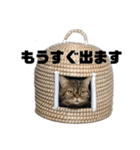 いがねこスタンプ（個別スタンプ：2）