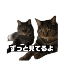 いがねこスタンプ（個別スタンプ：4）