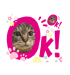 いがねこスタンプ（個別スタンプ：7）