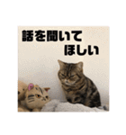 いがねこスタンプ（個別スタンプ：10）