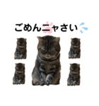 いがねこスタンプ（個別スタンプ：12）