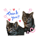 いがねこスタンプ（個別スタンプ：13）