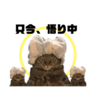 いがねこスタンプ（個別スタンプ：19）