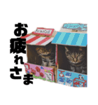 いがねこスタンプ（個別スタンプ：24）