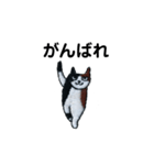 三毛猫にゃーのねこ刺繍スタンプ2（個別スタンプ：7）