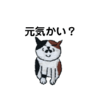 三毛猫にゃーのねこ刺繍スタンプ2（個別スタンプ：13）