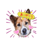 はなちゃんの日常会話パート1（個別スタンプ：4）