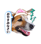 はなちゃんの日常会話パート1（個別スタンプ：8）