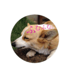 ジル(コーギー)でございます。-3-（個別スタンプ：4）