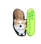 ジル(コーギー)でございます。-3-（個別スタンプ：14）