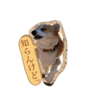 ジル(コーギー)でございます。-3-（個別スタンプ：15）