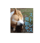 ジル(コーギー)でございます。-3-（個別スタンプ：20）